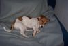 Jack-Russell-Terrier Foto: Unser Jacky schläft echt überall, wo Platz ist *lach* (ID 24130) Jack-Russell-Terrier Hund