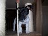 Jack-Russell-Terrier Foto: Das ist jetzt mein Kratzbaum (ID 22077) Jack-Russell-Terrier Hund