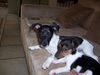 Jack-Russell-Terrier Foto: Chaos Team bei der Pause (ID 23084) Jack-Russell-Terrier Hund