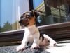 Jack-Russell-Terrier Foto: Hallo, ich bin Joy (ID 23082) Jack-Russell-Terrier Hund