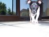 Jack-Russell-Terrier Foto: Hallo, ich bin Amy (ID 23083) Jack-Russell-Terrier Hund