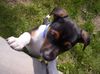 Jack-Russell-Terrier Foto: Tyson,12 Wochen alt (ID 22190) Jack-Russell-Terrier Hund
