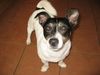 Jack-Russell-Terrier Foto: Jago 4 Jahre (ID 22591) Jack-Russell-Terrier Hund