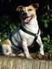 Jack-Russell-Terrier Foto (ID 32479) Jack-Russell-Terrier Hund