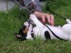 Jack-Russell-Terrier Foto: Loki (ID 24087) Jack-Russell-Terrier Hund