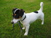 Jack-Russell-Terrier Foto: Meine süße Jessy (ID 24344) Jack-Russell-Terrier Hund
