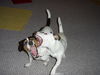 Jack-Russell-Terrier Foto: Die beiden haben sich lieb, auch wenns nicht so aussieht ;-) ! Cocki mit Kumpel Spiky (ID 37515) Jack-Russell-Terrier Hund