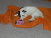 Jack-Russell-Terrier Foto: Wat schmeckt so nen Socken lecker ;-) ! Cocki mit 9 Monaten (ID 37513) Jack-Russell-Terrier Hund