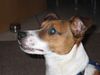 Jack-Russell-Terrier Foto: Chucky, 9 Monate (ID 8523) Jack-Russell-Terrier Hund