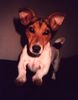 Jack-Russell-Terrier Foto: Balu der Racker, jetzt Sunny ist 1 Jahr alt (ID 11011) Jack-Russell-Terrier Hund