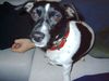 Jack-Russell-Terrier Foto: Unsere kleine Jacki Dame Lilly!!!! (ID 19742) Jack-Russell-Terrier Hund