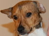 Jack-Russell-Terrier Foto: Seit drei Wochen ist er bei uns,aus Mallorca, zwei Jahre alt, total lieb und lustig. (ID 36374) Jack-Russell-Terrier Hund