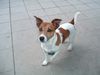Jack-Russell-Terrier Foto: Siggy 6 Jahre (ID 14510) Jack-Russell-Terrier Hund