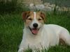 Jack-Russell-Terrier Foto: Shiva (ID 19091) Jack-Russell-Terrier Hund
