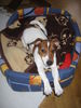 Jack-Russell-Terrier Foto: Ein mal kurz strecken. Grüße an den kleinen nachwuchs und an Nadja und Tobi (ID 37773) Jack-Russell-Terrier Hund