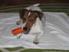 Jack-Russell-Terrier Foto: karote ist gesund auch für Hunde (ID 37774) Jack-Russell-Terrier Hund