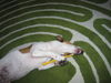 Jack-Russell-Terrier Foto: Zähneputzen muss sein. Grüße an Züchter (ID 37775) Jack-Russell-Terrier Hund