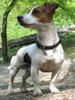 Jack-Russell-Terrier Foto: gandhi<3 (ID 39331) Jack-Russell-Terrier Hund