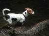 Jack-Russell-Terrier Foto: wasserratte (ID 39330) Jack-Russell-Terrier Hund