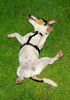 Jack-Russell-Terrier Foto (ID 13848) Jack-Russell-Terrier Hund