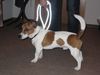 Jack-Russell-Terrier Foto: Chucky, 9 Monate (ID 8520) Jack-Russell-Terrier Hund