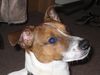 Jack-Russell-Terrier Foto: Chucky, 9 Monate (ID 8521) Jack-Russell-Terrier Hund
