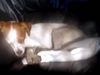 Jack-Russell-Terrier Hund