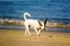Jack-Russell-Terrier Foto: James, Bretagne 2002 (ID 3607) Jack-Russell-Terrier Hund