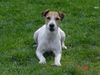 Jack-Russell-Terrier Foto: Gismo (ID 11301) Jack-Russell-Terrier Hund