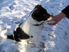 Jack-Russell-Terrier Foto: Rübe 2 Jahre (ID 38841) Jack-Russell-Terrier Hund