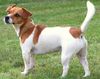 Jack-Russell-Terrier Hund