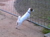 Jack-Russell-Terrier Foto: Das ist unsere Amy mit 2 Jahren (ID 35757) Jack-Russell-Terrier Hund