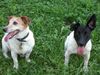 Jack-Russell-Terrier Foto: Mein HUnd Buddy (ID 15793) Jack-Russell-Terrier Hund