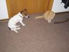 Jack-Russell-Terrier Foto: Von wegen die vertragen sich nicht mit Katzen... (ID 9602) Jack-Russell-Terrier Hund