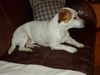Jack-Russell-Terrier Foto: Bim wartet auf ein Leckerli ... (ID 9714) Jack-Russell-Terrier Hund