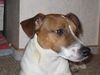 Jack-Russell-Terrier Foto: Ach lass mich... (ID 9601) Jack-Russell-Terrier Hund