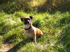 Jack-Russell-Terrier Foto: Meine Shari!!!! (ID 25900) Jack-Russell-Terrier Hund