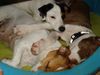 Jack-Russell-Terrier Foto: Alexis: Nelli und Nicki machen sich so dick (ID 38426) Jack-Russell-Terrier Hund