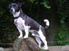 Jack-Russell-Terrier Foto: Joey (ID 42172) Jack-Russell-Terrier Hund