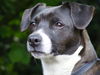 Jack-Russell-Terrier Foto: Joey (ID 42171) Jack-Russell-Terrier Hund