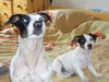 Jack-Russell-Terrier Foto: hallo ich bin der starski und die kleine neben mir meine tochter aisha,sie sucht noch ein zu hause.bitte melden unter 01744661484 (ID 33572) Jack-Russell-Terrier Hund