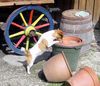 Jack-Russell-Terrier Foto: Neugierig??!!! (ID 10424) Jack-Russell-Terrier Hund