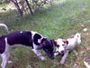 Jack-Russell-Terrier Foto: Alica und July beim Spielen (ID 39641) Jack-Russell-Terrier Hund
