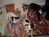 Jack-Russell-Terrier Foto: Die Vier von Hier (ID 41594) Jack-Russell-Terrier Hund