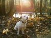 Jack-Russell-Terrier Foto: Schöner Tag (ID 28270) Jack-Russell-Terrier Hund