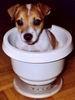 Jack-Russell-Terrier Foto: Amy beim Wiegen (ID 26266) Jack-Russell-Terrier Hund