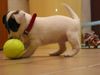 Jack-Russell-Terrier Foto: Unsere Angie.Auf dem Foto ist sie 4 Wochen alt. (ID 12115) Jack-Russell-Terrier Hund