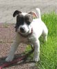Jack-Russell-Terrier Foto: Angie will der Kamera Guten Tag sagen ;) (ID 12116) Jack-Russell-Terrier Hund