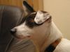 Jack-Russell-Terrier Foto: So sieht sie heute aus (ID 12117) Jack-Russell-Terrier Hund