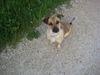 Jack-Russell-Terrier Foto: Ashanti (ID 33235) Jack-Russell-Terrier Hund